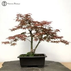 Outdoor Red Deshojo Maple Bonsai Tree