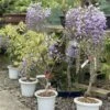 Outdoor Wisteria Floribunda | COLLECT FROM HERONS 1 Outdoor Wisteria Floribunda | COLLECT FROM HERONS -BonsaiHub Shop Screenshot 20220513 at 10.59.131