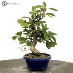 Outdoor Chinese Quince | Pseudocydonia Sinensis 12 Outdoor Chinese Quince | Pseudocydonia Sinensis -BonsaiHub Shop Screenshot 20220608 at 12.34.081