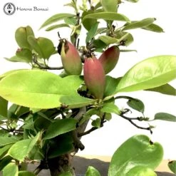 Outdoor Chinese Quince | Pseudocydonia Sinensis 13 Outdoor Chinese Quince | Pseudocydonia Sinensis -BonsaiHub Shop Screenshot 20220608 at 12.36.481
