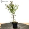 Dawn Redwood Bonsai Starter Tree