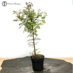 Dawn Redwood Bonsai Starter Tree