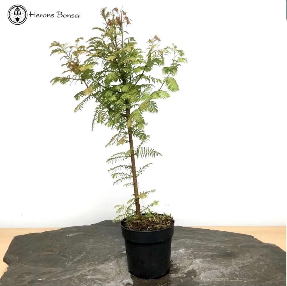 Dawn Redwood Bonsai Starter Tree 3 Dawn Redwood Bonsai Starter Tree