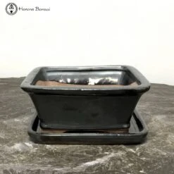 Black Rectangle Bonsai Pot & Drip Tray (18.5cm)