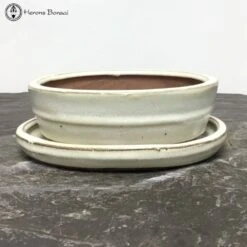 Cream Oval Ceramic Bonsai Pot & Drip Tray (15cm)