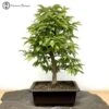 Stewartia Monadelpha Bonsai Tree