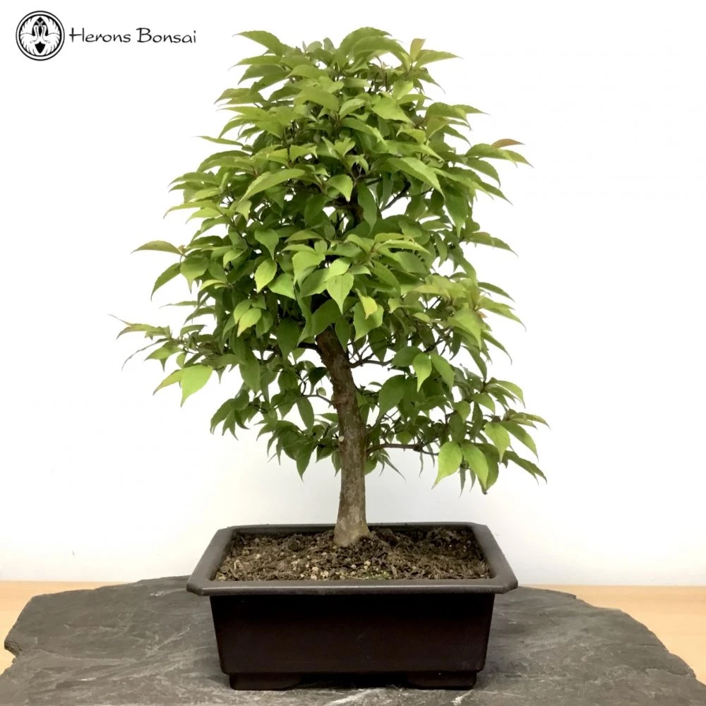Stewartia Monadelpha Bonsai Tree