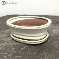 Cream Oval Bonsai Pot & Drip Tray (18.5cm) -BonsaiHub Shop Screenshot 20220624 at 10.20.271