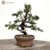 Outdoor Chinese Juniper Itoigawa Bonsai Tree -BonsaiHub Shop Screenshot 2023 01 24 at 13.43.191