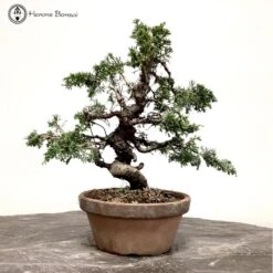 Outdoor Chinese Juniper Itoigawa Bonsai Tree