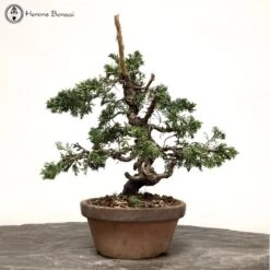 Outdoor Chinese Juniper Itoigawa Bonsai Tree -BonsaiHub Shop Screenshot 2023 01 24 at 13.46.091