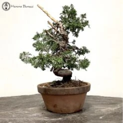 Outdoor Chinese Juniper Itoigawa Bonsai Tree -BonsaiHub Shop Screenshot 2023 01 24 at 13.46.54