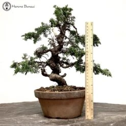 Outdoor Chinese Juniper Itoigawa Bonsai Tree -BonsaiHub Shop Screenshot 2023 01 24 at 14.35.52