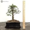 Indoor/ Outdoor Chinese Elm Bonsai Tree 1 Indoor/ Outdoor Chinese Elm Bonsai Tree -BonsaiHub Shop Screenshot 2023 02 28 at 12.23.471