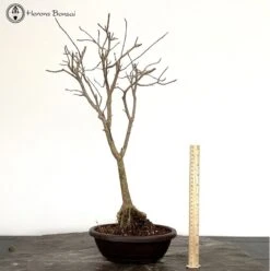 Trident Maple Bonsai Tree -BonsaiHub Shop Screenshot 2023 03 01 at 10.18.271
