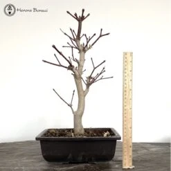 Acer Japonicum 'Itaya Migata' Bonsai Tree -BonsaiHub Shop Screenshot 2023 03 02 at 09.17.591