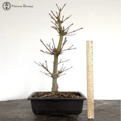 Front Page 11 Front Page -BonsaiHub Shop Screenshot 2023 03 02 at 09.26.001