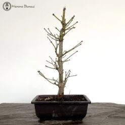 Outdoor Acer Palmatum 'Yugure' Bonsai Tree -BonsaiHub Shop Screenshot 2023 03 14 at 11.27.30