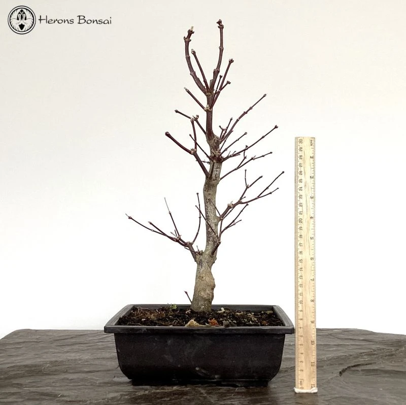 Outdoor Acer Palmatum 'Shojo Nomora' Bonsai Tree 4 Outdoor Acer Palmatum 'Shojo Nomora' Bonsai Tree - Image 2