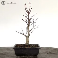 Outdoor Acer Palmatum 'Shojo Nomora' Bonsai Tree 7 Outdoor Acer Palmatum 'Shojo Nomora' Bonsai Tree -BonsaiHub Shop Screenshot 2023 03 14 at 11.57.36