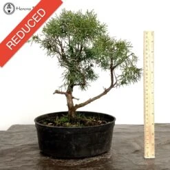Outdoor Chinese Juniper Bonsai Tree