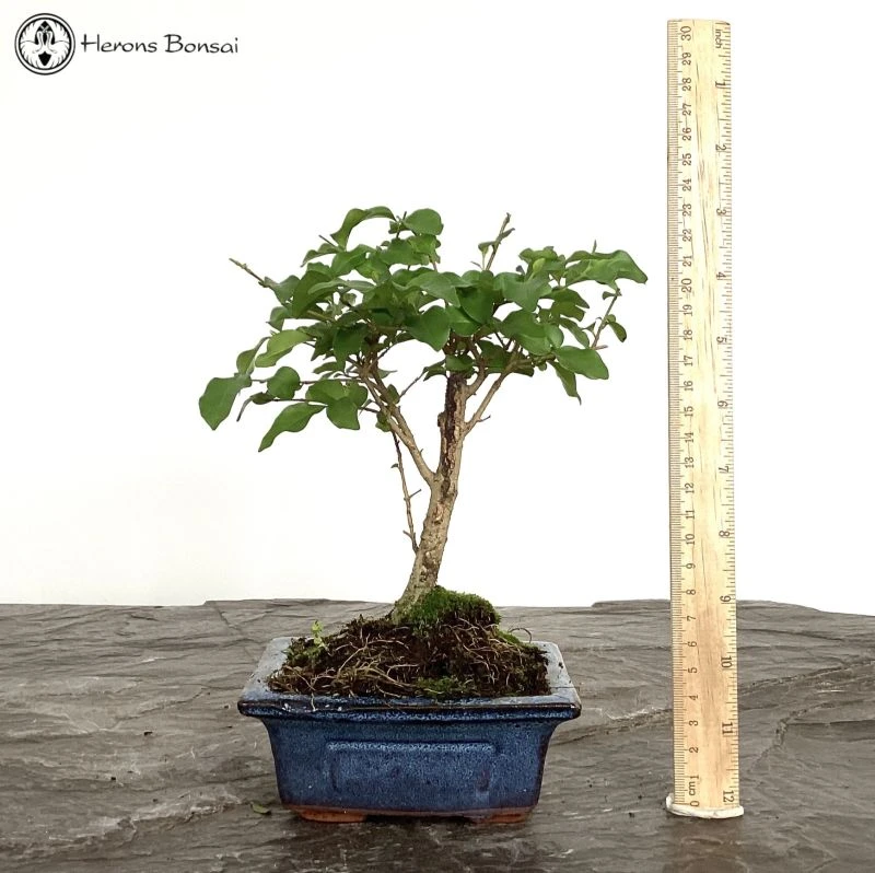 Ligustrum Sinensis 'Chinese Privet' Bonsai Tree 4 Ligustrum Sinensis 'Chinese Privet' Bonsai Tree - Image 2