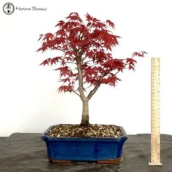 Red Deshojo Maple Bonsai