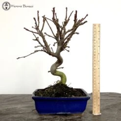 Malus Halliana Crab Apple Bonsai Tree -BonsaiHub Shop Screenshot 2023 03 29 at 13.58.551