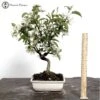 Malus Halliana Crab Apple Bonsai Tree 2 Malus Halliana Crab Apple Bonsai Tree -BonsaiHub Shop Screenshot 2023 05 03 at 10.54.37