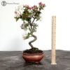 Outdoor Crab Apple Bonsai Tree -BonsaiHub Shop Screenshot 2023 05 03 at 10.55.09