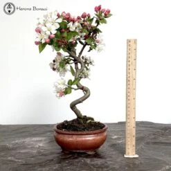 Outdoor Crab Apple Bonsai Tree
