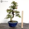 Outdoor Chinese Quince | Pseudocydonia Sinensis 2 Outdoor Chinese Quince | Pseudocydonia Sinensis -BonsaiHub Shop Screenshot 2023 05 03 at 11.02.48