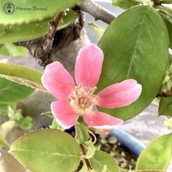 Outdoor Chinese Quince | Pseudocydonia Sinensis 10 Outdoor Chinese Quince | Pseudocydonia Sinensis -BonsaiHub Shop Screenshot 2023 05 03 at 11.04.31