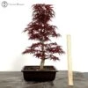 Outdoor Acer Palmatum 'Shojo Nomora' Bonsai Tree 1 Outdoor Acer Palmatum 'Shojo Nomora' Bonsai Tree -BonsaiHub Shop Screenshot 2023 05 05 at 08.45.14