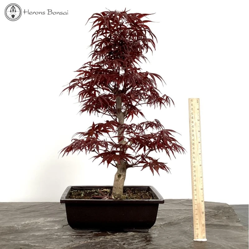 Outdoor Acer Palmatum 'Shojo Nomora' Bonsai Tree 3 Outdoor Acer Palmatum 'Shojo Nomora' Bonsai Tree
