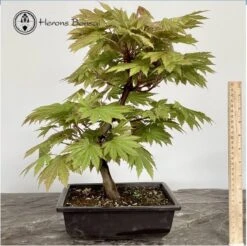 Acer Japonicum 'Itaya Migata' Bonsai Tree