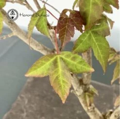 Trident Maple Bonsai Tree -BonsaiHub Shop Screenshot 2023 05 05 at 12.19.44