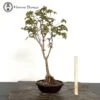 Trident Maple Bonsai Tree