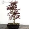 Outdoor Acer Palmatum 'Oshu Beni' Bonsai Tree -BonsaiHub Shop Screenshot 2023 05 05 at 13.42.19