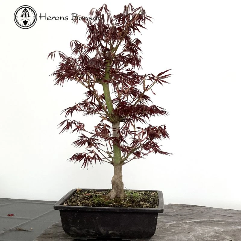 Outdoor Acer Palmatum 'Oshu Beni' Bonsai Tree