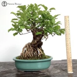 Outdoor Celastrus Orbiculatus Or Oriental Bittersweet 6 Outdoor Celastrus Orbiculatus Or Oriental Bittersweet -BonsaiHub Shop Screenshot 2023 05 10 at 12.11.531