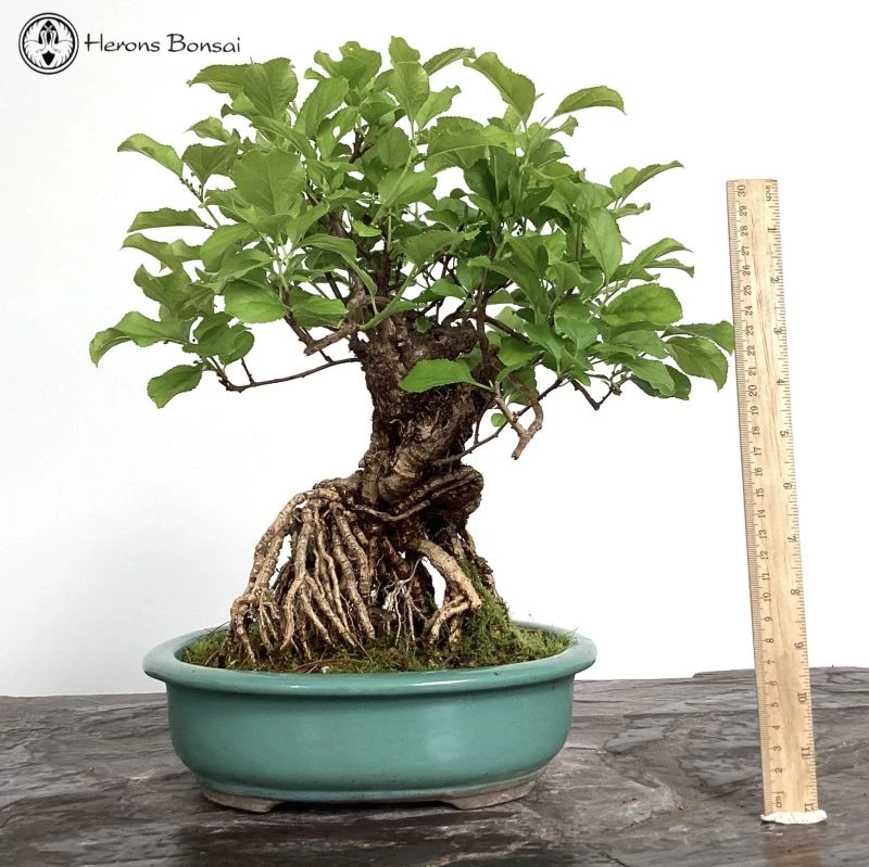 Outdoor Celastrus Orbiculatus Or Oriental Bittersweet 4 Outdoor Celastrus Orbiculatus Or Oriental Bittersweet - Image 2