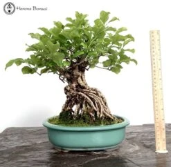 Outdoor Celastrus Orbiculatus Or Oriental Bittersweet 7 Outdoor Celastrus Orbiculatus Or Oriental Bittersweet -BonsaiHub Shop Screenshot 2023 05 10 at 12.20.141