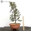 Rhododendron Indicum 'Satsuki Azalea' Bonsai Tree -BonsaiHub Shop Screenshot 2023 05 11 at 14.19.381
