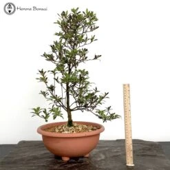 Rhododendron Indicum 'Satsuki Azalea' Bonsai Tree 6 Rhododendron Indicum 'Satsuki Azalea' Bonsai Tree -BonsaiHub Shop Screenshot 2023 05 11 at 14.20.071