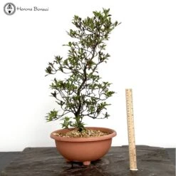 Rhododendron Indicum 'Satsuki Azalea' Bonsai Tree 7 Rhododendron Indicum 'Satsuki Azalea' Bonsai Tree -BonsaiHub Shop Screenshot 2023 05 11 at 14.20.36