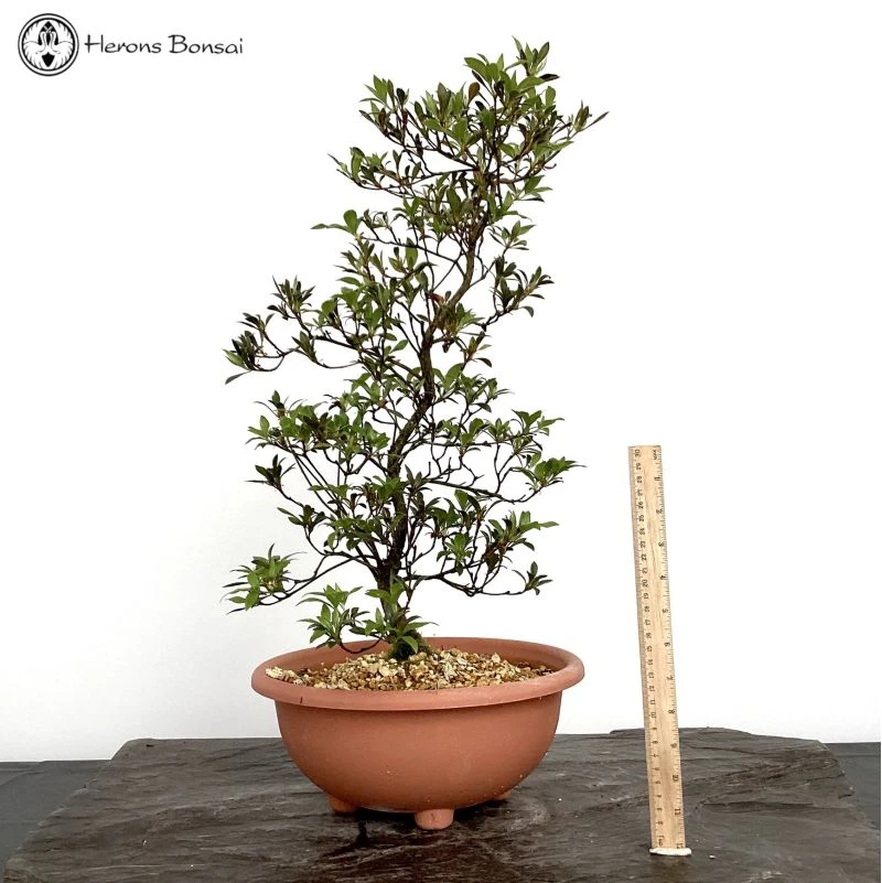 Rhododendron Indicum 'Satsuki Azalea' Bonsai Tree 5 Rhododendron Indicum 'Satsuki Azalea' Bonsai Tree - Image 3