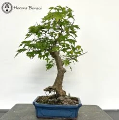 Acer Buergerianum | Trident Maple Bonsai Tree