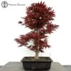 Outdoor Acer Palmatum 'Yugure' Bonsai Tree -BonsaiHub Shop Screenshot 2023 05 12 at 14.20.05