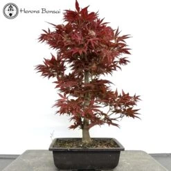Outdoor Acer Palmatum 'Yugure' Bonsai Tree -BonsaiHub Shop Screenshot 2023 05 12 at 14.21.02
